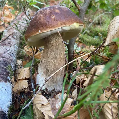 La Cigale Ardechoise *