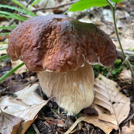 La Cigale Ardechoise 別荘