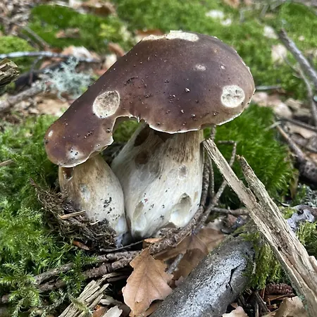La Cigale Ardechoise