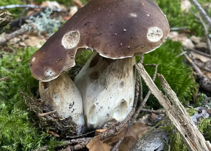 La Cigale Ardechoise